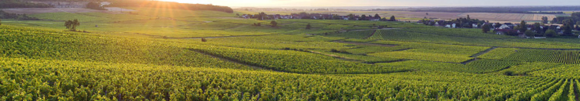 샤펠-샹베르탱 (Chapelle-Chambertin) 아펠라시옹 와인